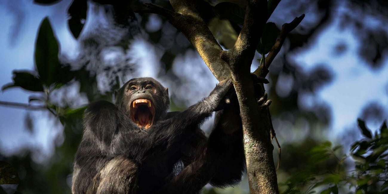 Even the Chimps Are Going to War