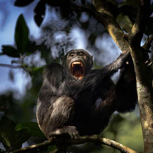 Even the Chimps Are Going to War