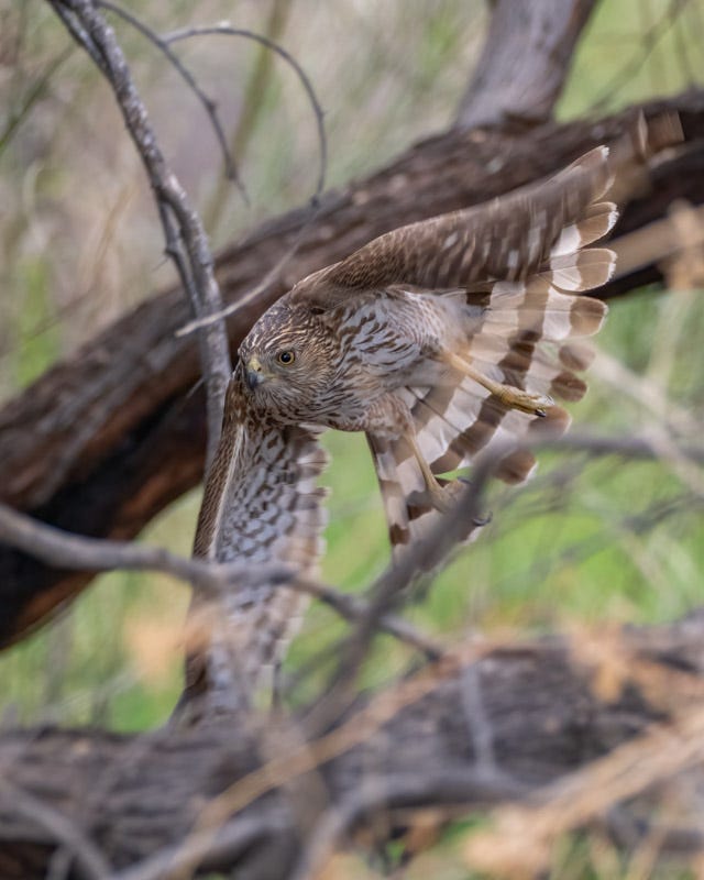 20250315-Sweetwater-78-Edit.jpg 20250315-Sweetwater-78-Edit.jpg