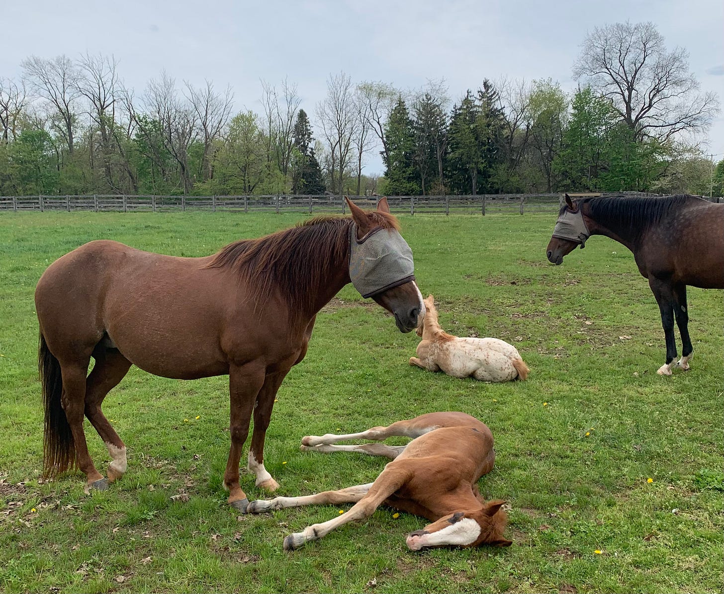 Four horses are in a pasture, two are dark brown standing up with fly masks on, two are foals, laying on the grass, one is laying on her side looking at the camera, the other is laying upright like a sphinx facing away. The sky is overcast.