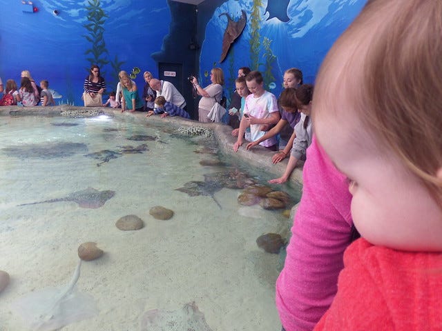 Jasmine at the Stingrays Jasmine at the Stingrays
