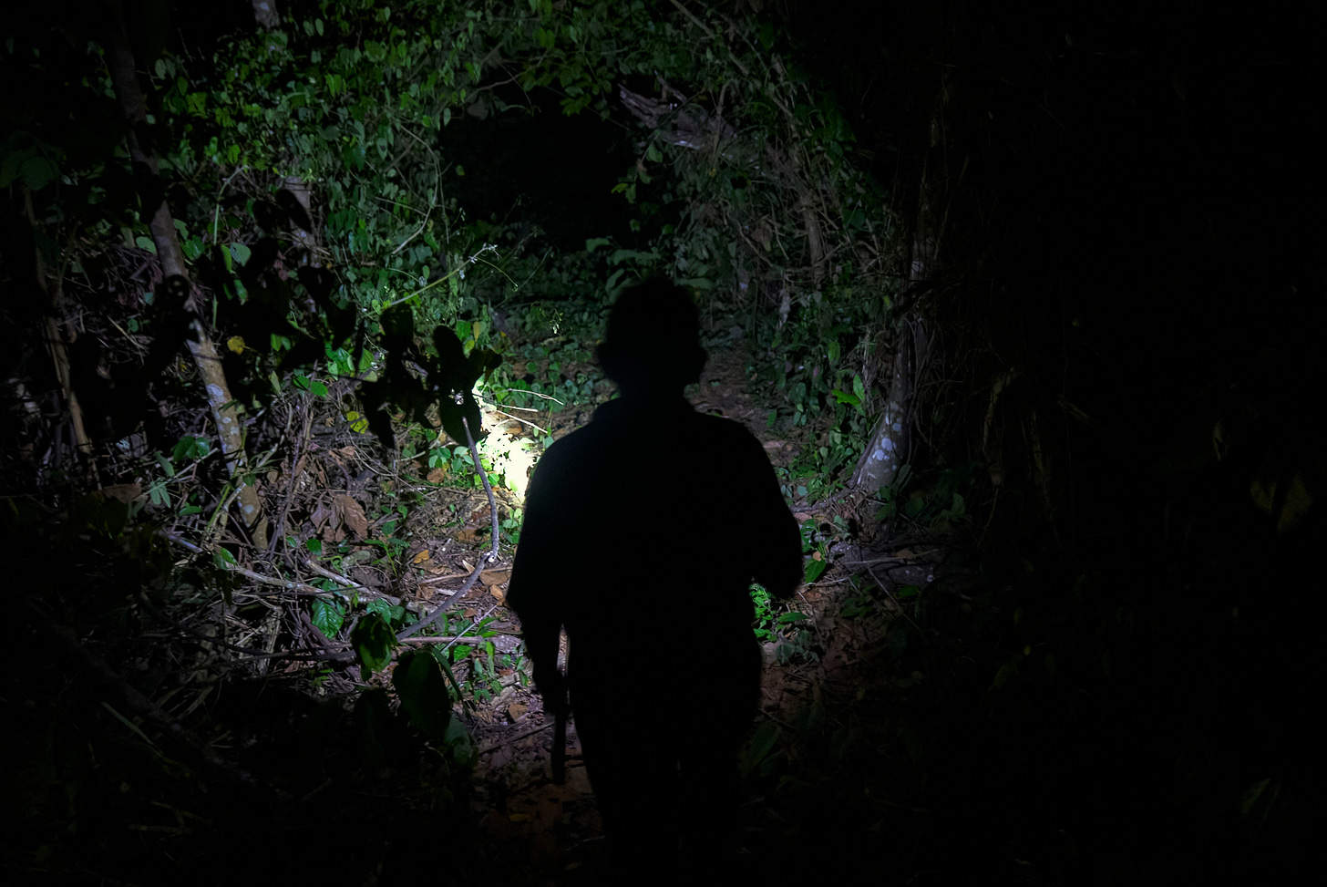 A person’s silhouette stands in a dark, dense forest at night, illuminated by a flashlight that highlights green foliage and tree branches ahead.