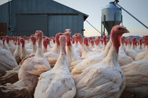 Thanksgiving Will Go On Without Migrant Workers