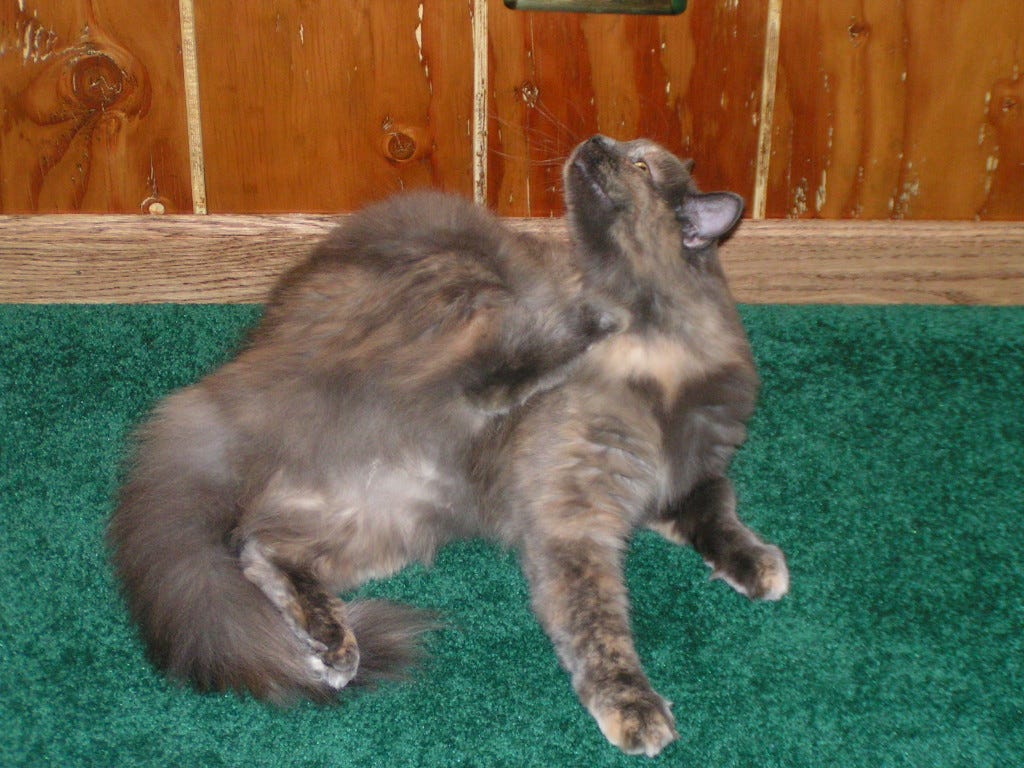 Aria_Scratching_Relieve_Your_Cat's_Itching Aria_Scratching_Relieve_Your_Cat's_Itching