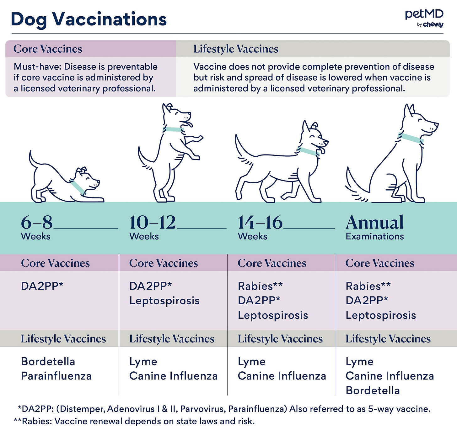dog vaccinations; a chart depicting what type of vaccines dogs should get, and when.