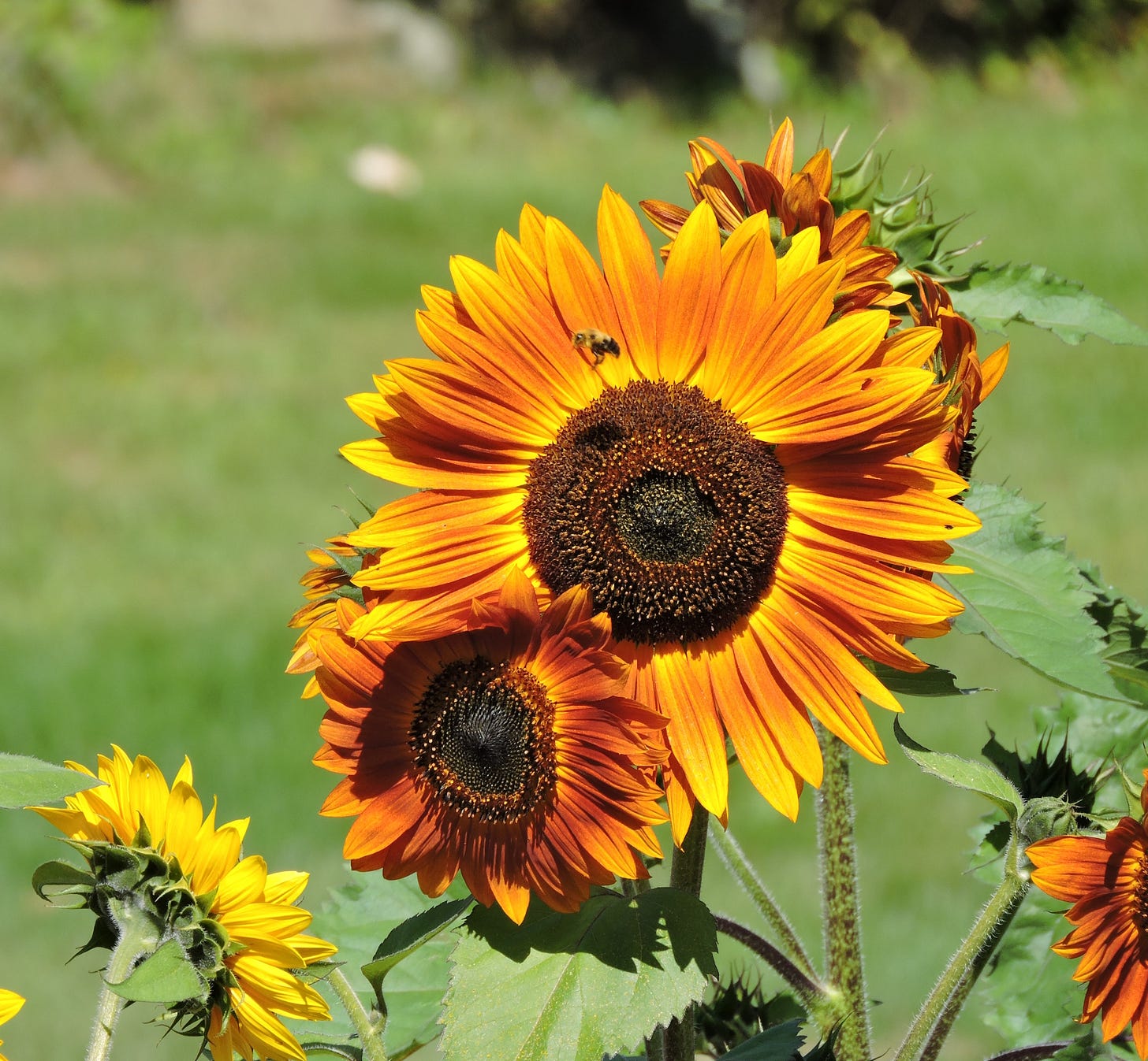 sunflower and a bee