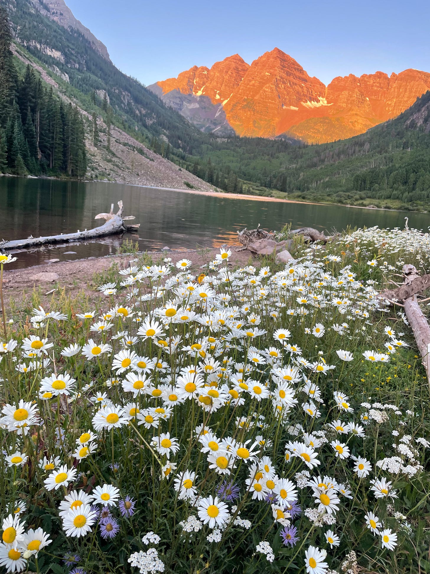 wildflowers in front of a mountain lake and the Maroon Bells wildflowers in front of a mountain lake and the Maroon Bells