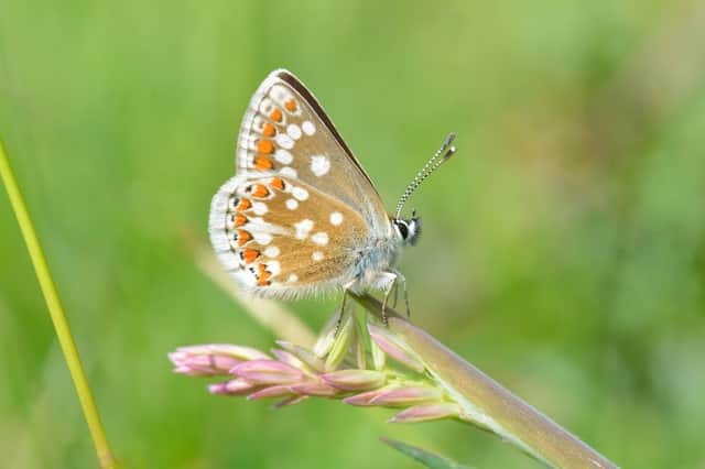 The Northern Brown Argus butterfly is a nationally scarce species and is "one of Scotland's most threatened butterflies", according to wildlife charity Butterfly Conservation. The Northern Brown Argus butterfly is a nationally scarce species and is "one of Scotland's most threatened butterflies", according to wildlife charity Butterfly Conservation.