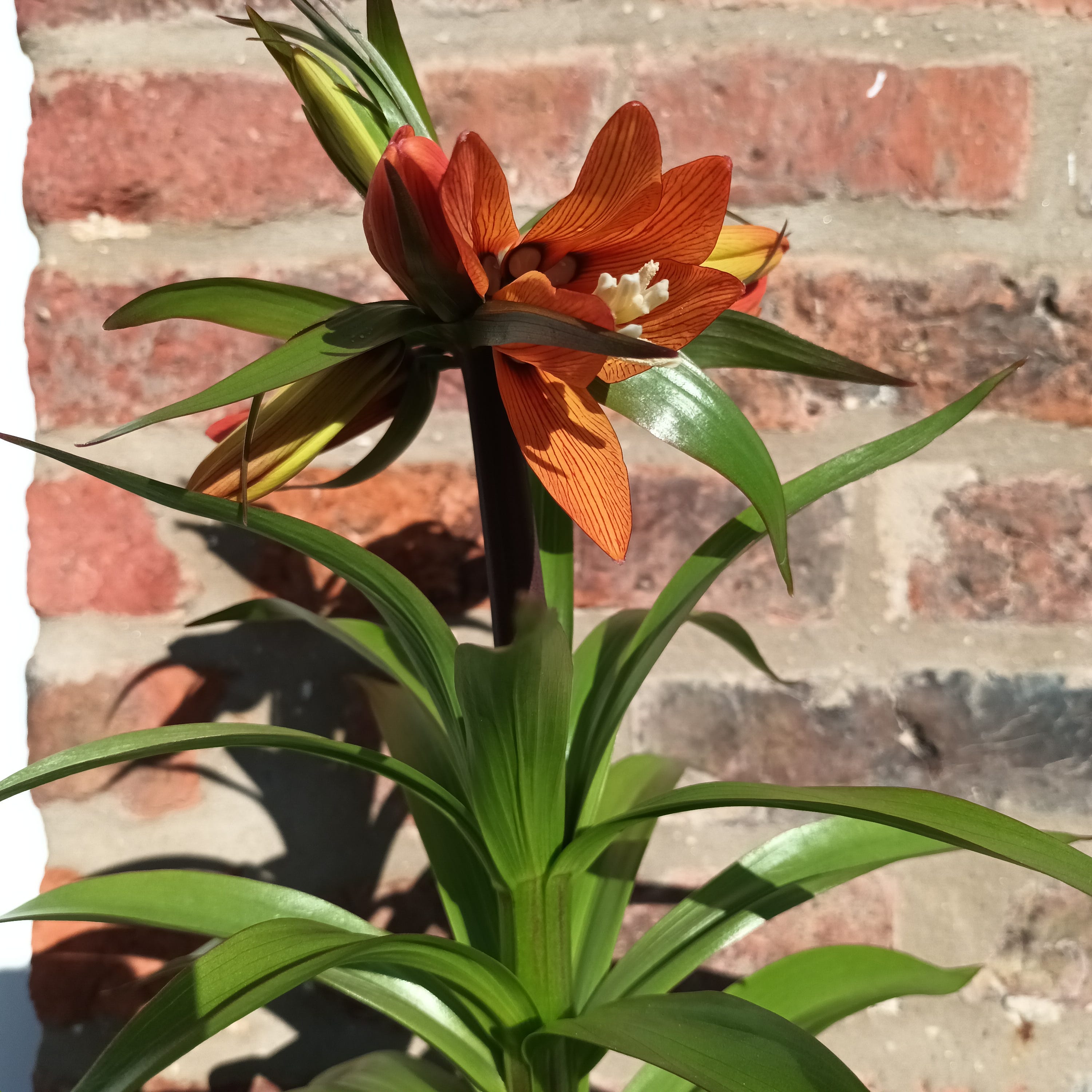 Crown Imperials, Snakesheads, 'Checkered Daffodils' and Persian Lilies