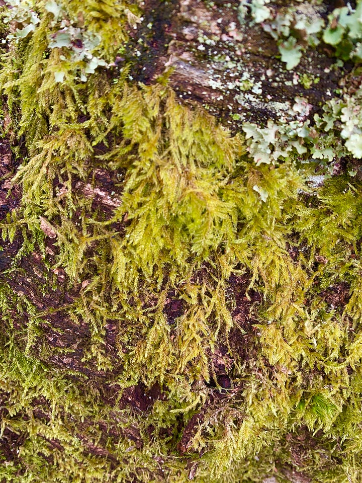 Growing on her north-facing side