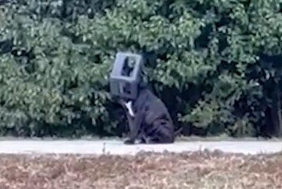 Dog who spent months with box stuck on his head gets a new home