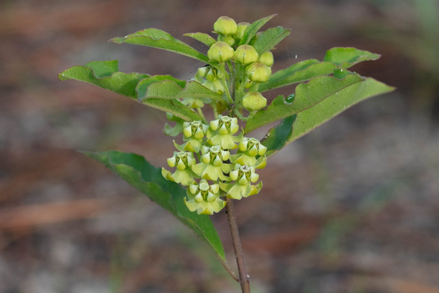 Velvet-leaf milkweed (as described in the text) in bloom