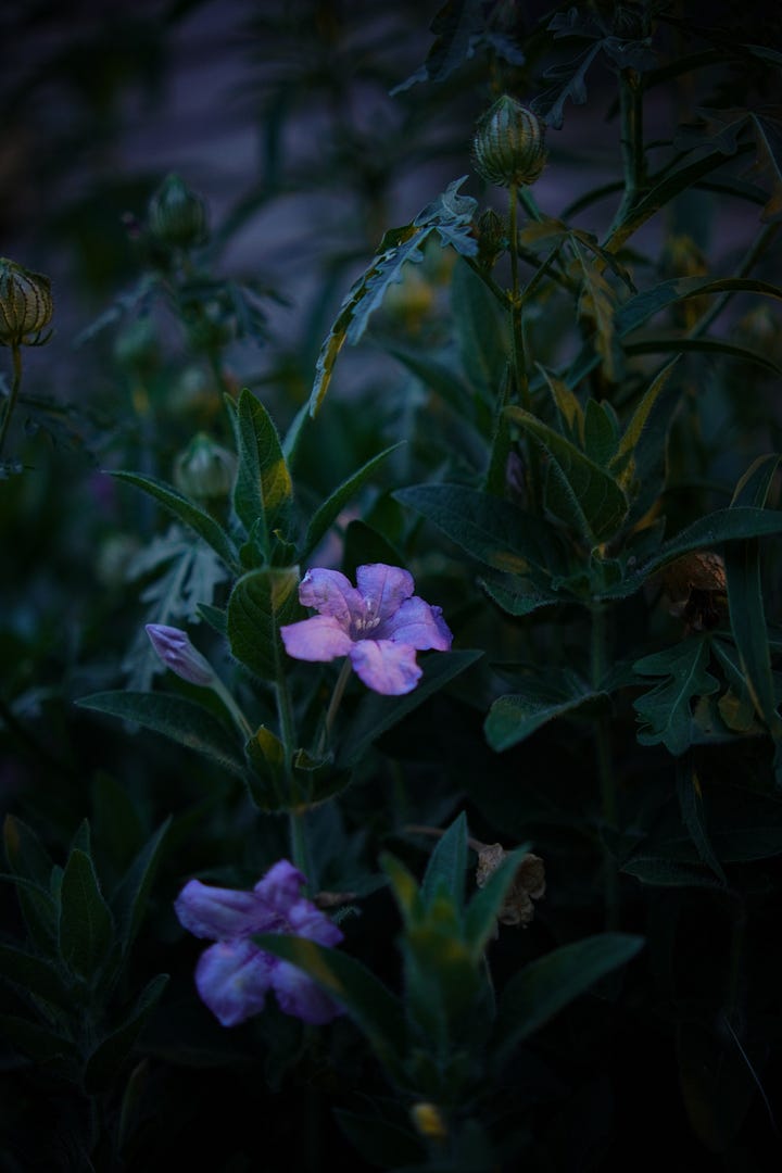 Wild petunias clinging on at dusk and golden yellows, dusty blues and pops of magenta from native wild flowers in the garden