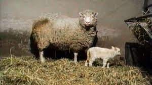 Dolly: The Sheep that Changed the World! | Belfast News Letter Dolly: The Sheep that Changed the World! | Belfast News Letter