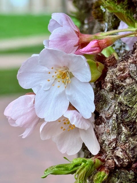 Cherry blossoms at the UW Quad