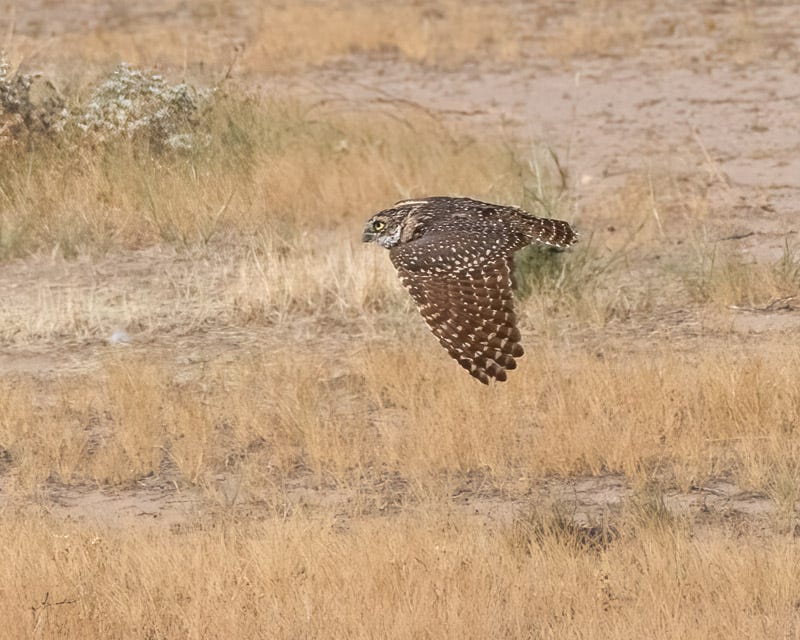 20260825-BurrowingOwl-43-Edit.jpg 20260825-BurrowingOwl-43-Edit.jpg