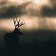 Way of the Caribou