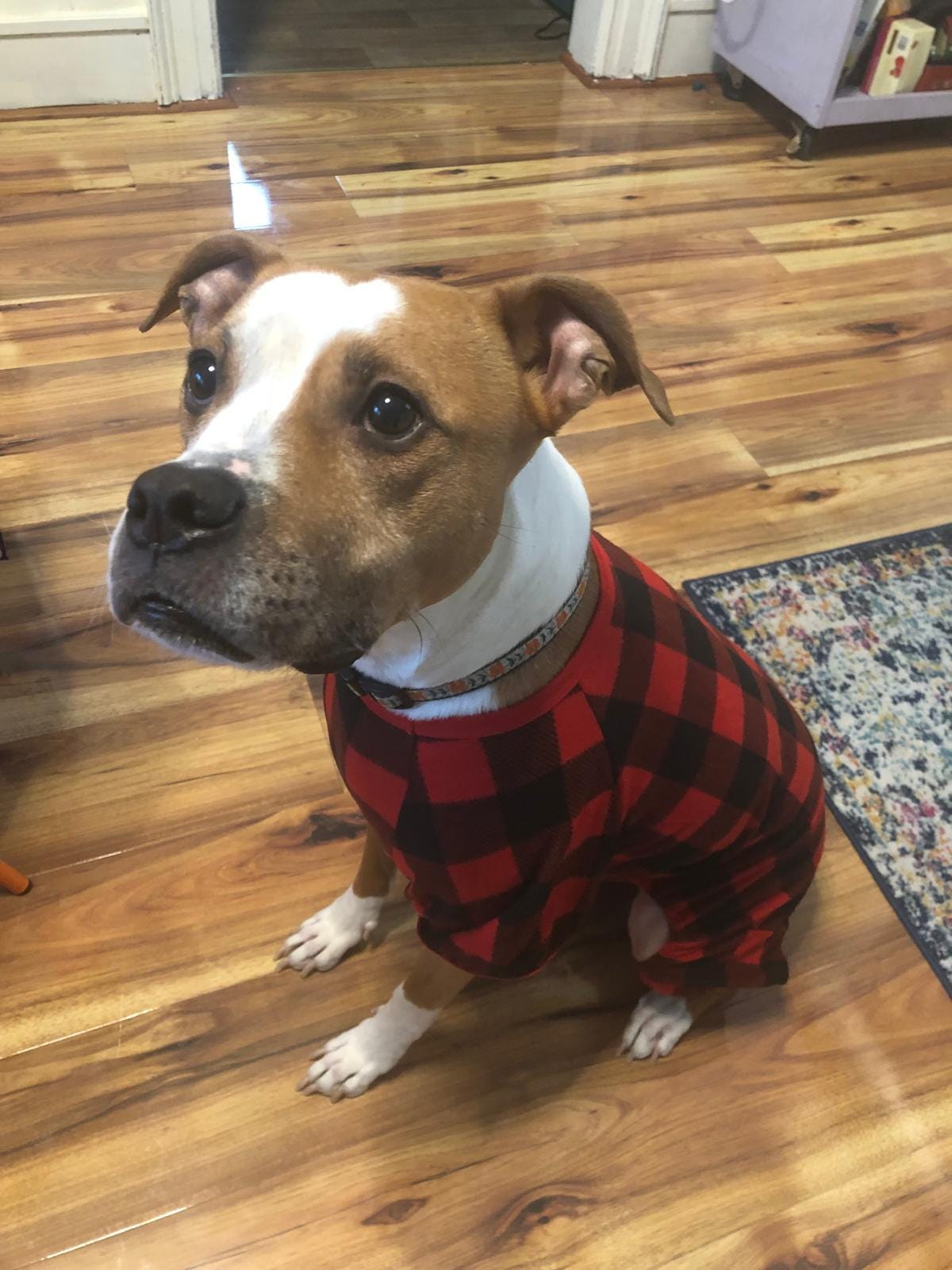 Marmalade sits on the dining room floor in her red and black checkered pajamas