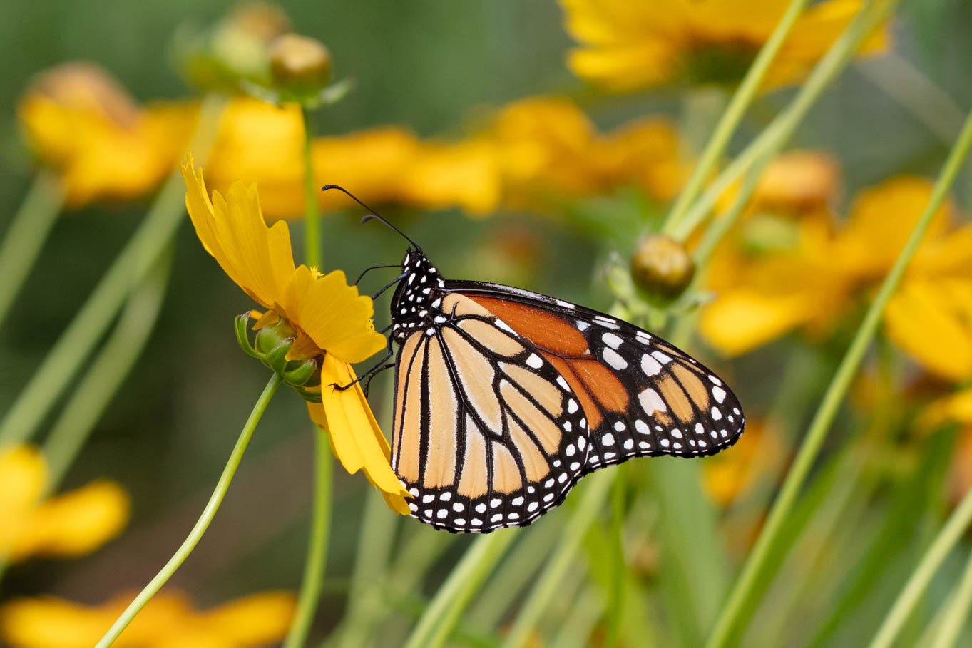 An orange and black and white monarch butterfly visiting a yellow flower, against a background of more yellow flowers.