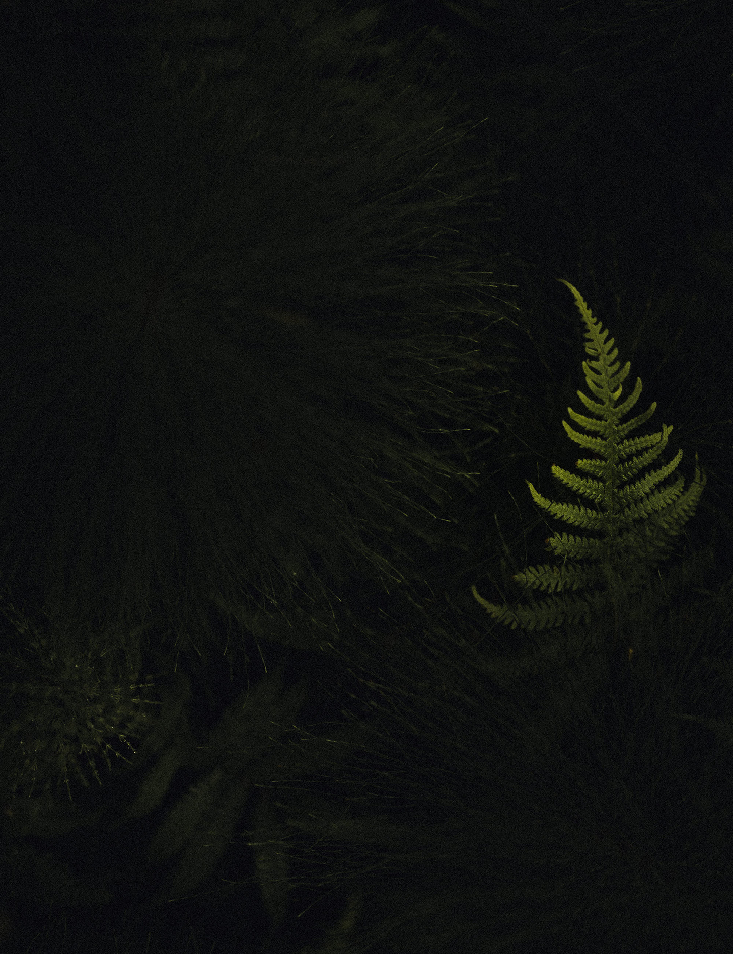 finnish nature moody plants