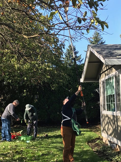 Images of persimmons on the tree and people gleaning them