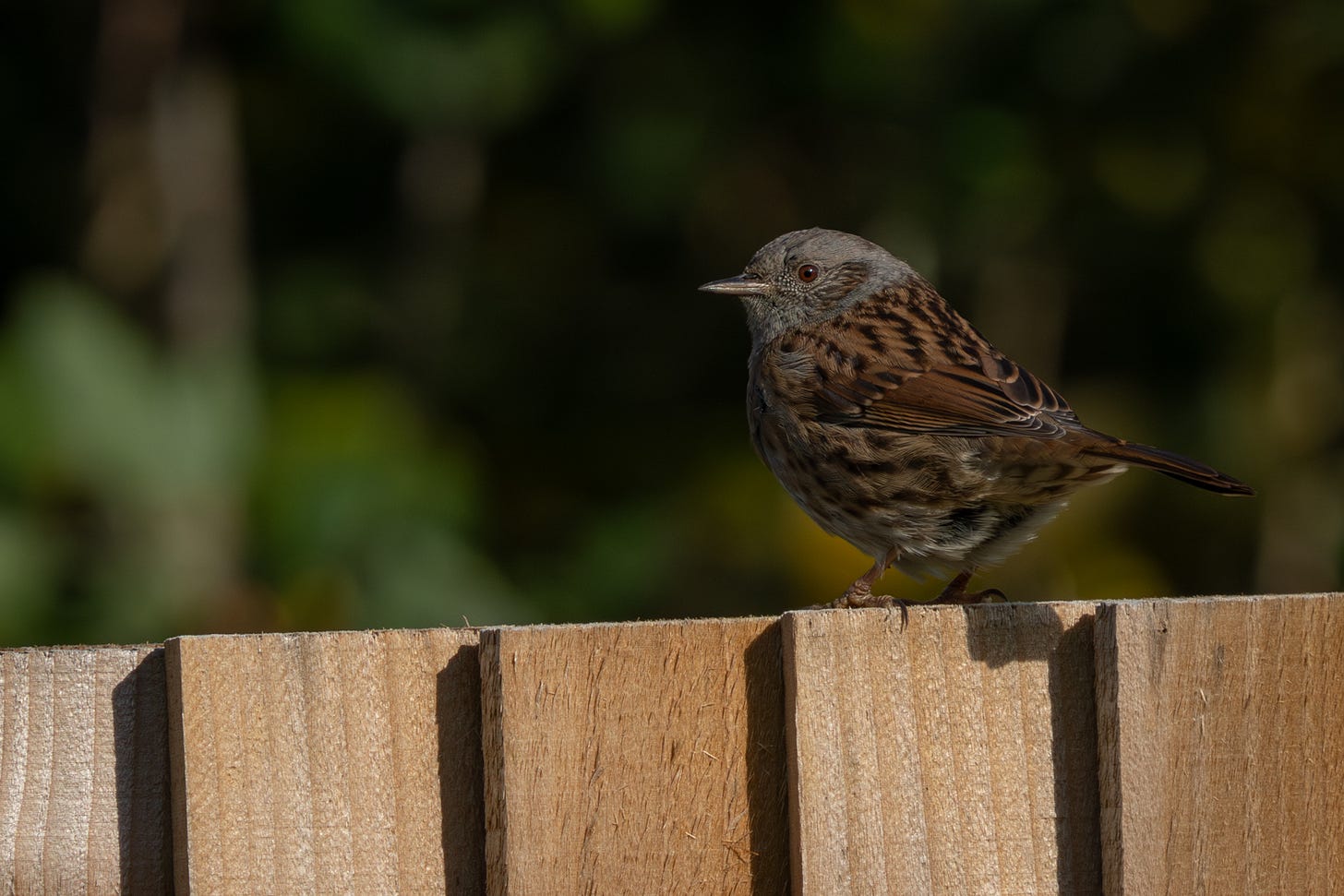 A grey and brown bird with a streaky back, perched on a wooden fence