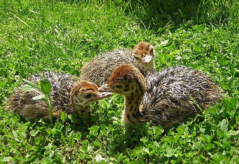 Three ostrich chicks with tan heads and necks dappled with brown spots, and stringy grayish-tan feathers on their bodies.