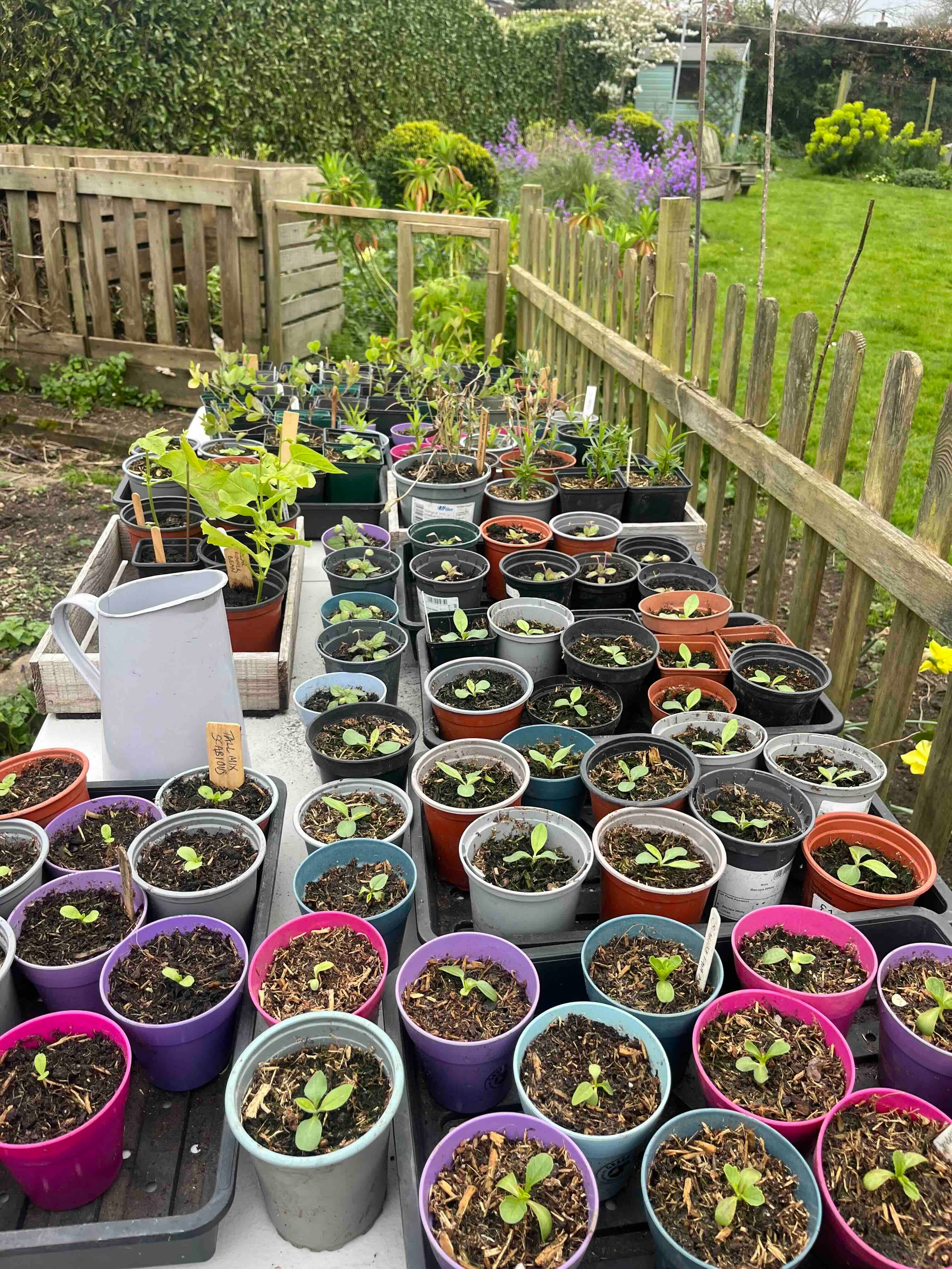 April Gardening - by Clare Foster - Bud to Seed