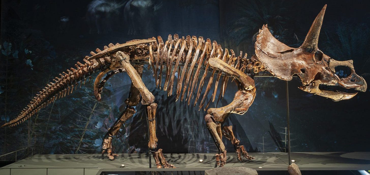 Naturalis reconstructs dinosaur skeletons - Builder 3D Printers Naturalis reconstructs dinosaur skeletons - Builder 3D Printers