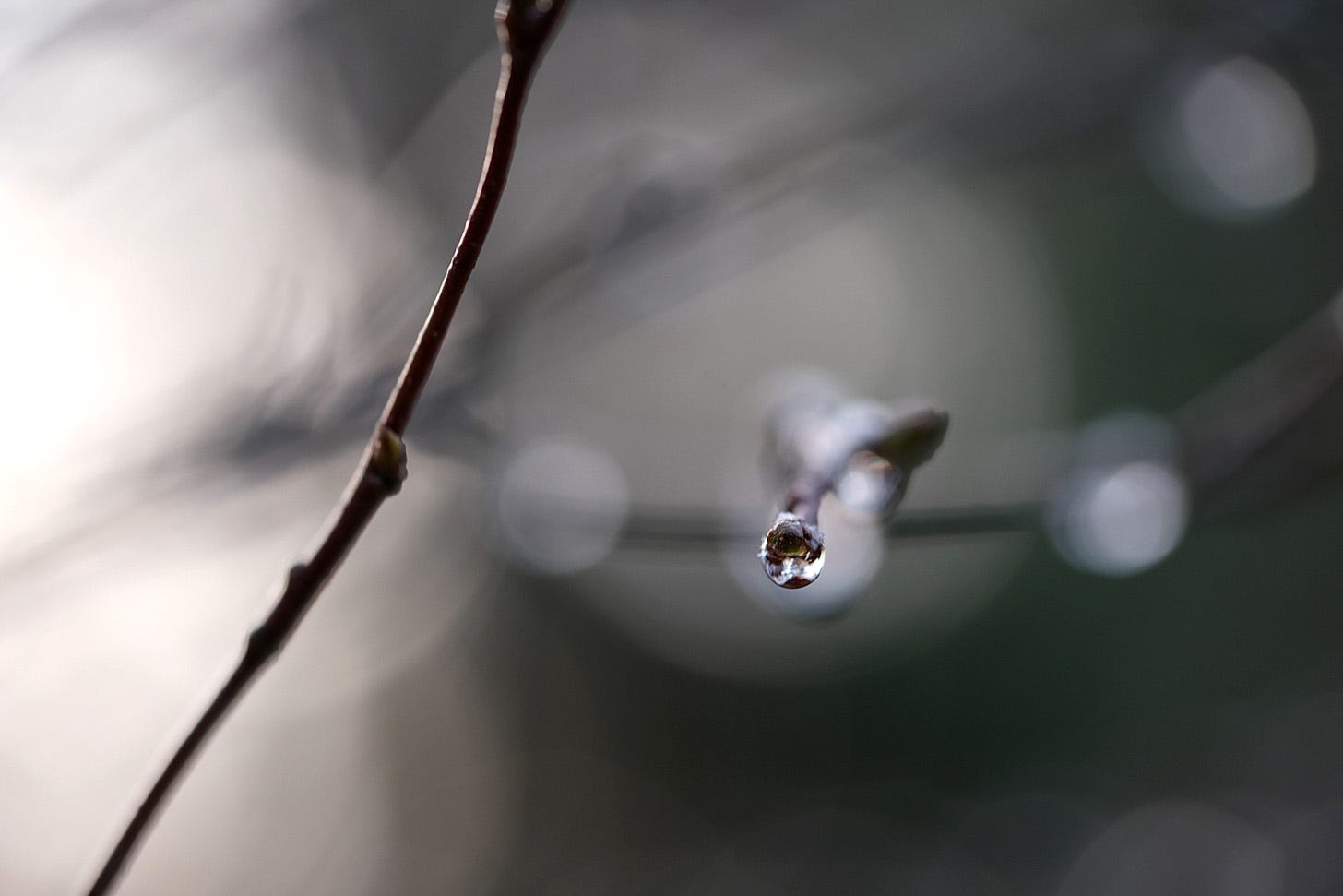 A frozen water drop on the end of a birch branch (Betula pendula).