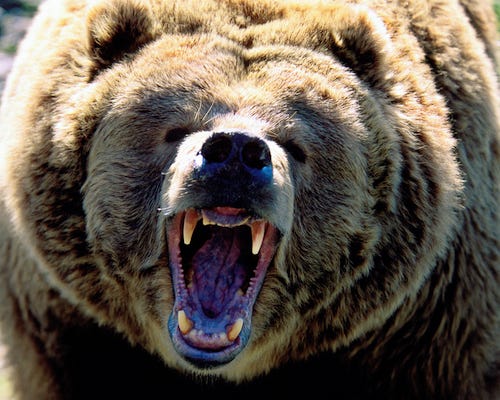 Angry Bear.jpg