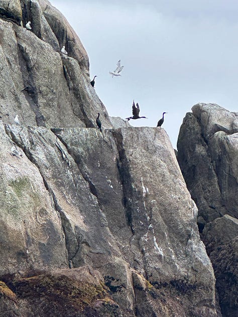 Six scenes from the Kenai Fjords tour with water, cliffs, whales, sea lions and birds.