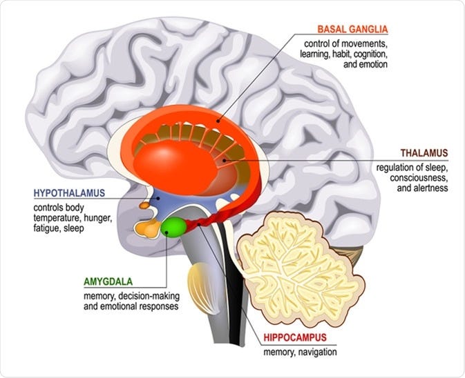 Hippocampus Functions Hippocampus Functions