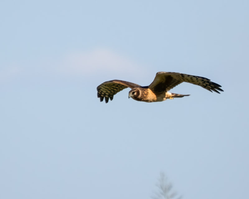 20250930-Manville-316-Edit.jpg 20250930-Manville-316-Edit.jpg