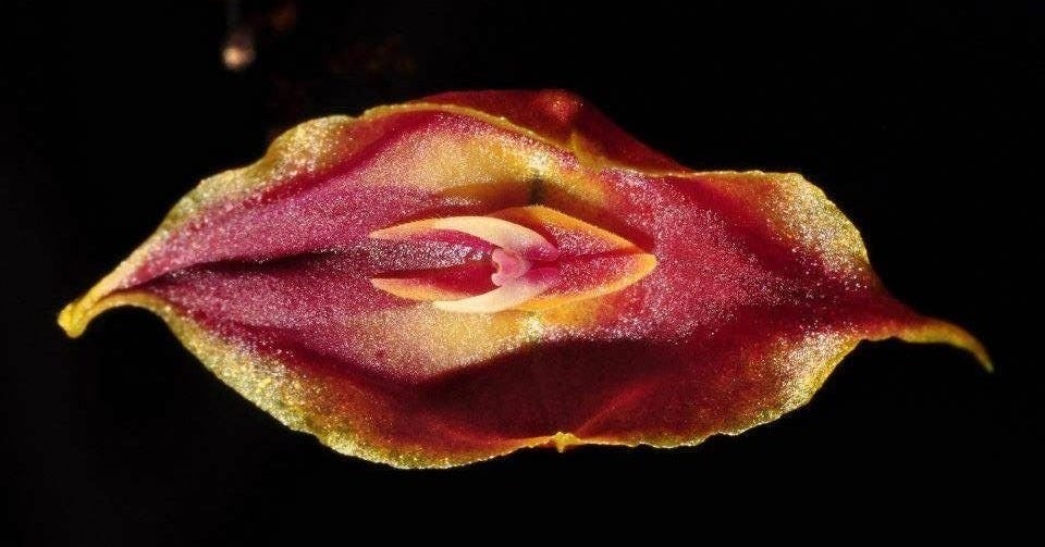 This may contain: a red and yellow flower on a black background