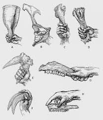 OsteoDontoKeratic Culture | Oxford ...