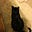 DocentCat's avatar