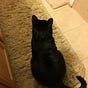 DocentCat's avatar