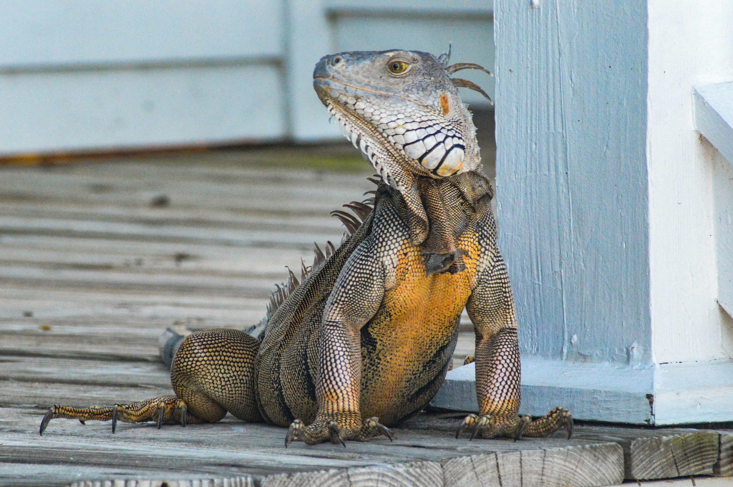 Iguana chillin' on a porch in Belize