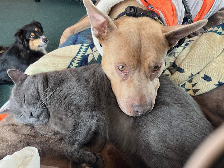 "Dogs and cats living together," Ghost Busters
