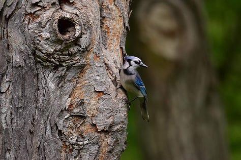 Picture of blue jay on a shag bark tree; two cat birds, one on a porch railing, another watching from behind, blurred; red-bellied woodpecker with its ear agains the trunk of a tree; close up of a bee with pollen all over its legs and body; close up of a bloom with closed buds in the middle and open buds on the outside; close up of a bee on a bright pink flower.