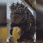 The First Girl Emerges. Tabs, Fri., July 26, 2024