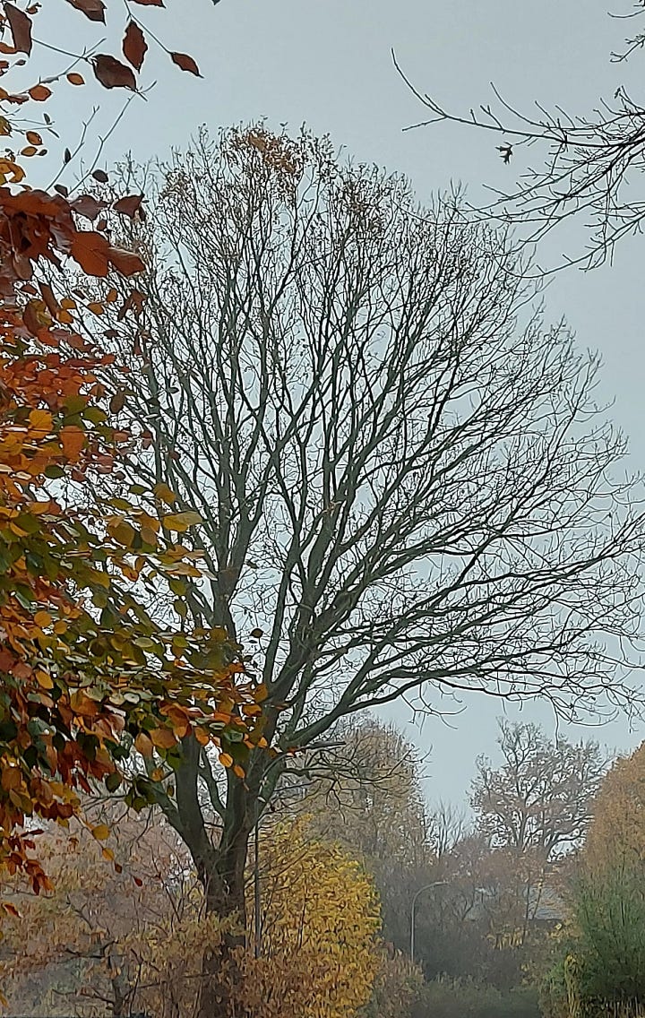 autum grey with brown, red, yellow coloured leaves