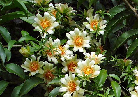 Exemplos de PANC: Oro-pro-nobis, Jatobá e Taioba.