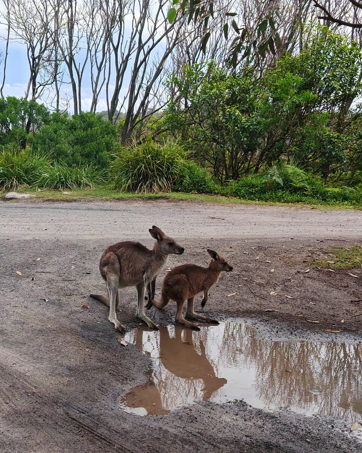 L: a kangaroo and her joey by a puddle of water in nature. 2. Me taking a selfie as my husband photographs a kangaroo in the wild.