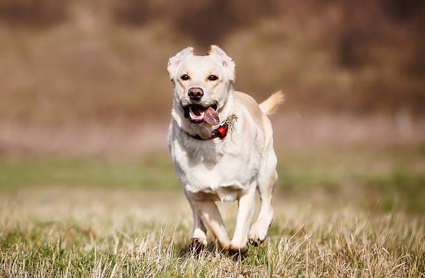 880+ Yellow Labrador Running Stock Photos, Pictures ... 880+ Yellow Labrador Running Stock Photos, Pictures ...