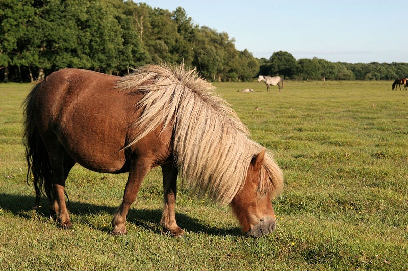 Today's Horse Facts: The New Forest Pony – Horse Facts by Marsha Hubler