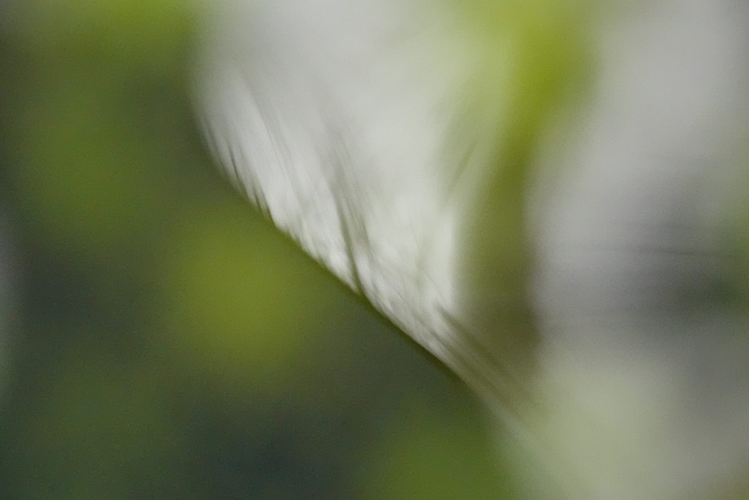 Soft focus image of birch tree reflected green in moss filled pale waterSoft focus image of birch tree reflected green in moss filled pale water