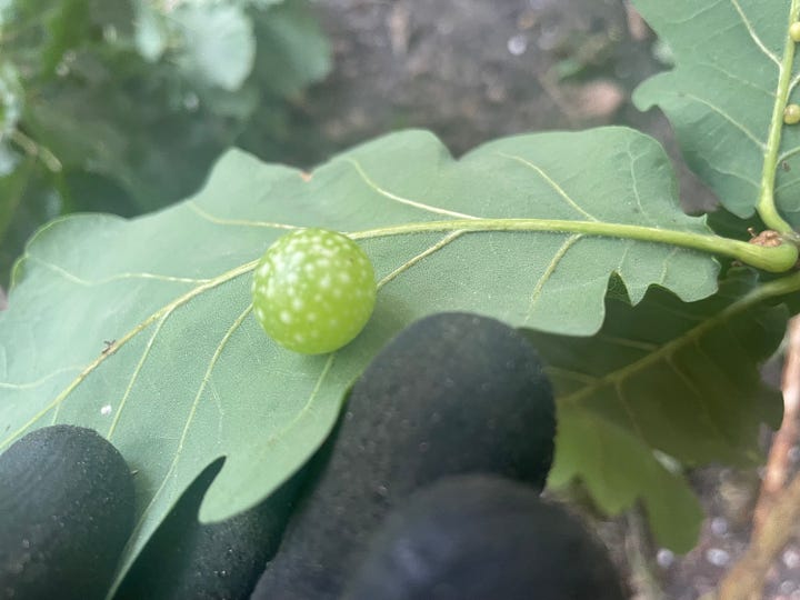 Lunch time. A homemade flat bread with cheese and bacon with coffee. I also took a few minutes to appreciate an oak apple that I found on the underside of a leaf. These apples are actually wasp eggs. I didn't eat it.