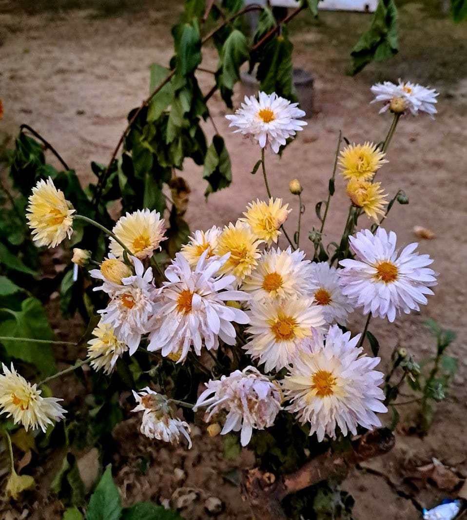 a bunch of white and yellow flowers in a garden a bunch of white and yellow flowers in a garden